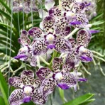 Papilionanda Kyra Green 